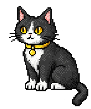 A tuxedo Istanbul cat with a yellow collar